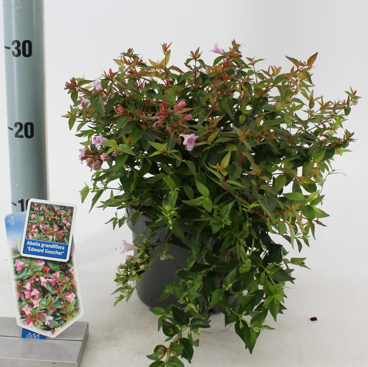 Picture of Abelia ‘Edward Goucher’