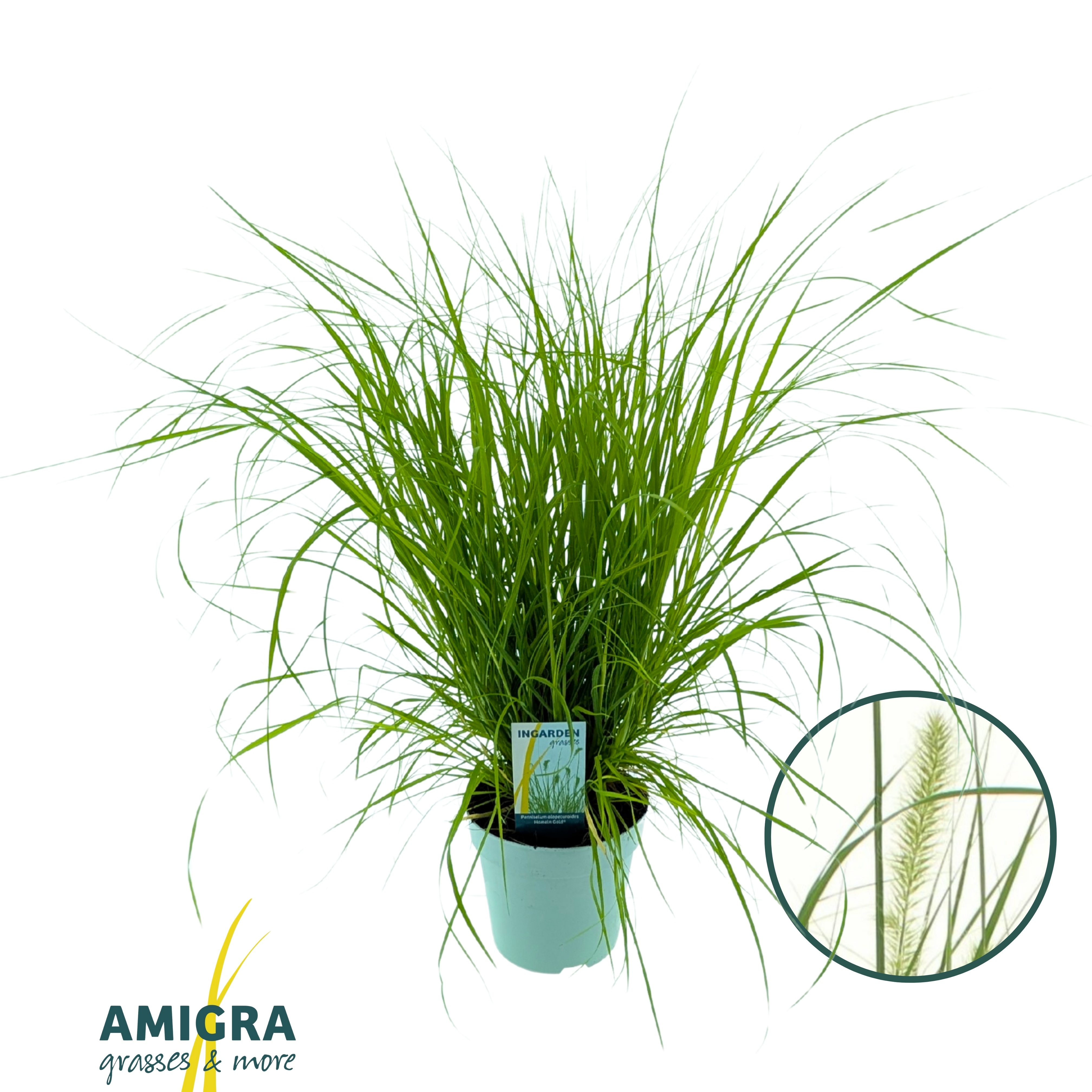 Picture of Pennisetum alopecuroides 'Hameln Gold'