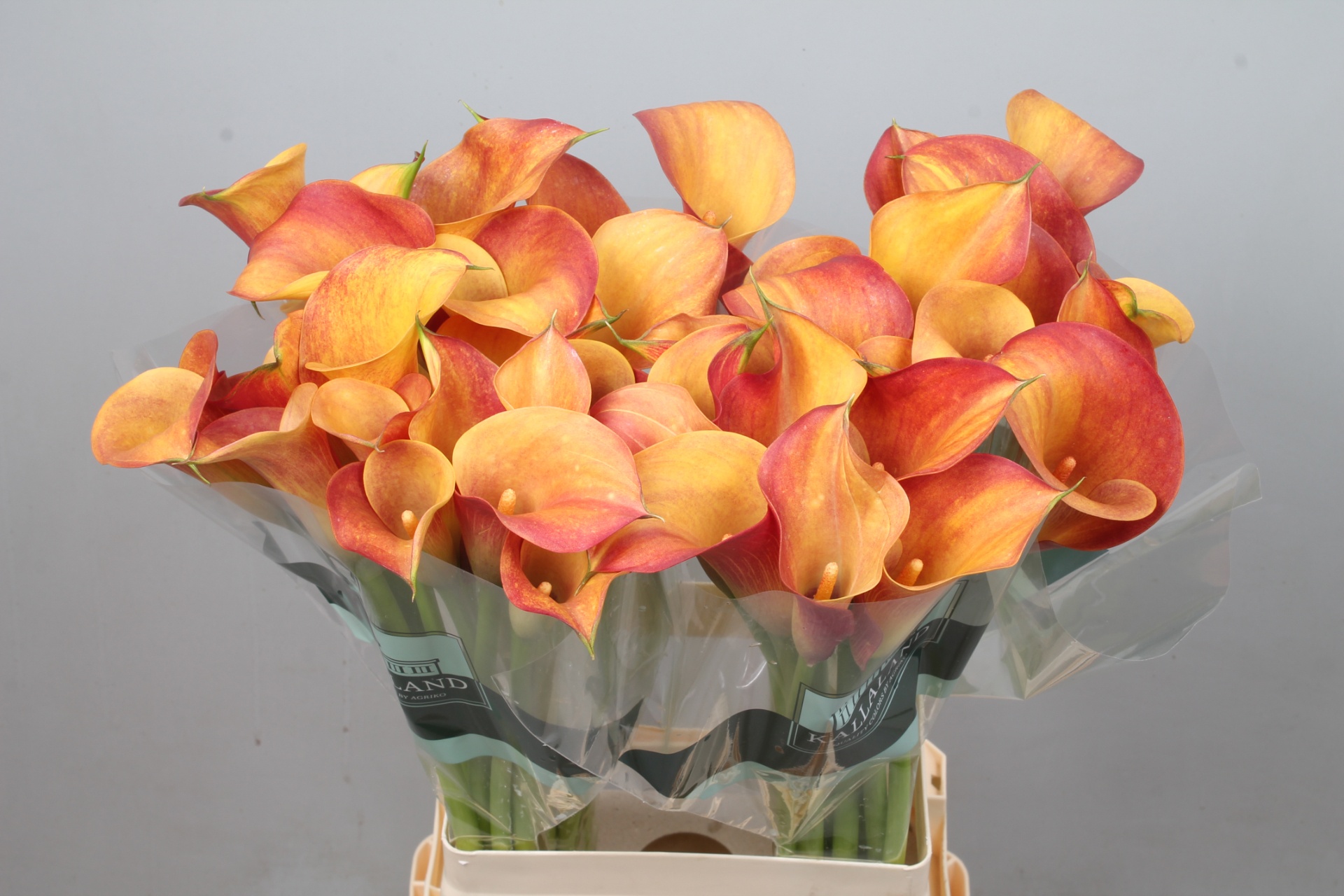 Calla Capt Trinity 70cm