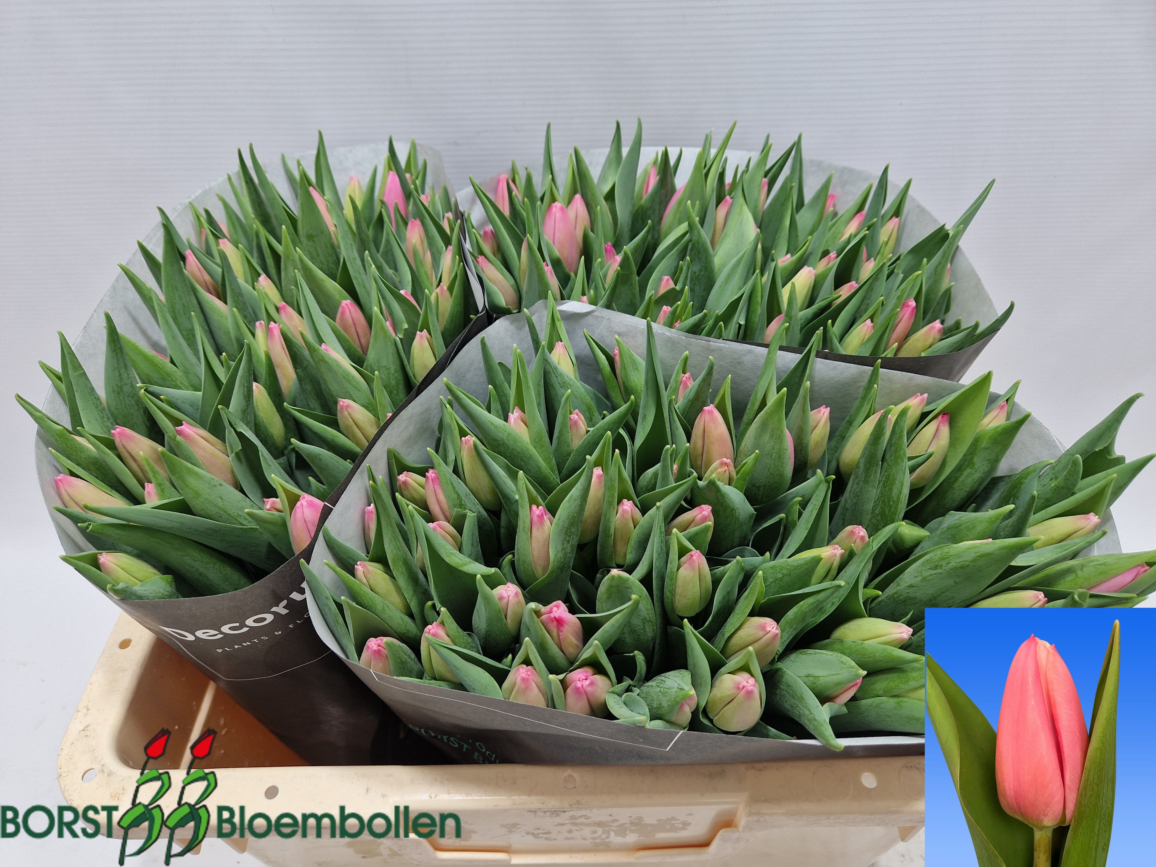 Tulipa Milkshake 44cm 42gram