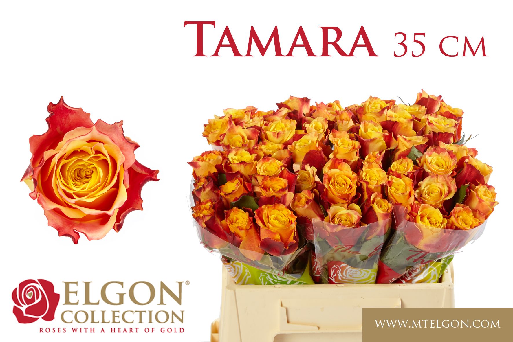 R Gr Tamara