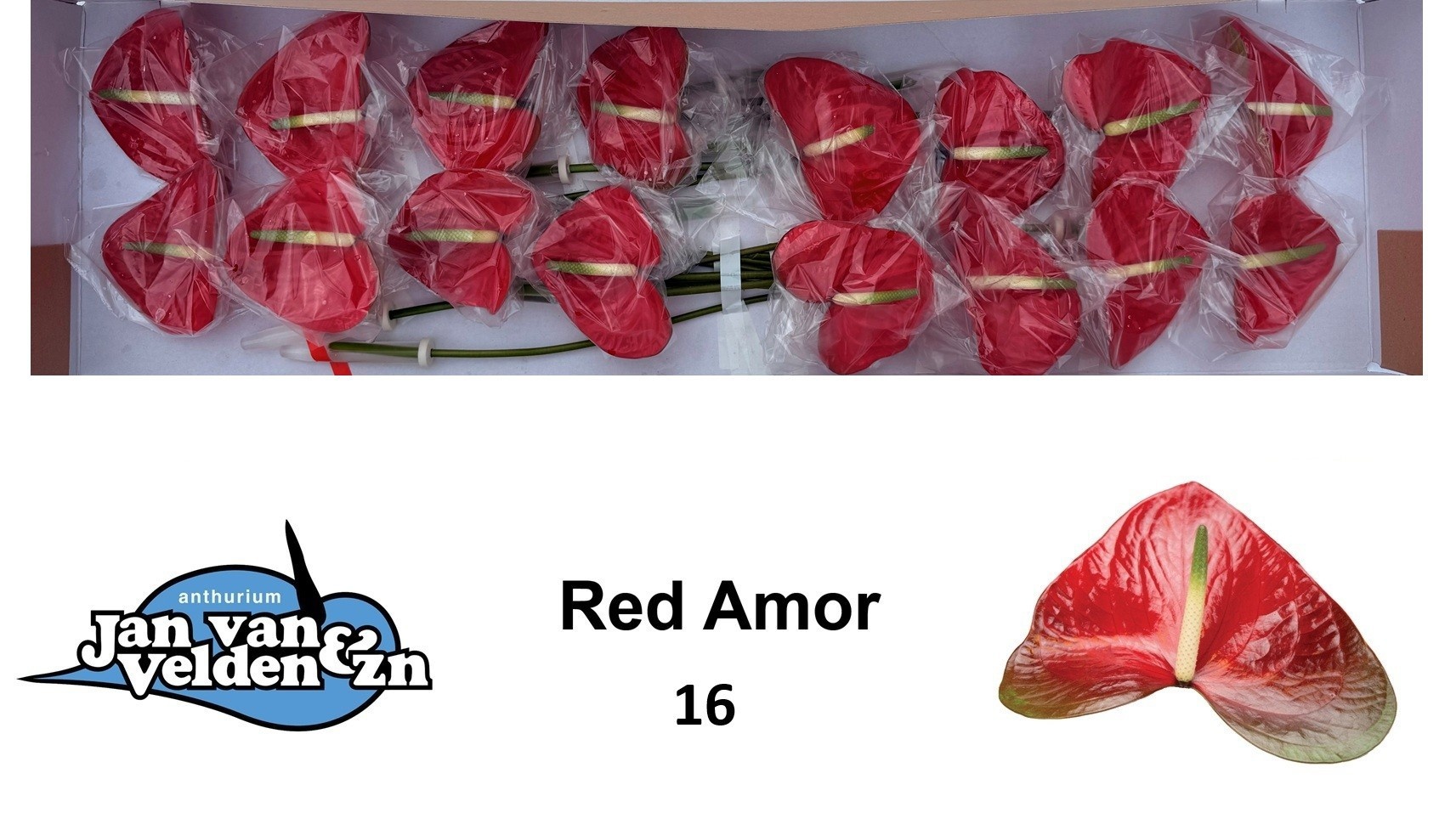 Anth A Red Amor