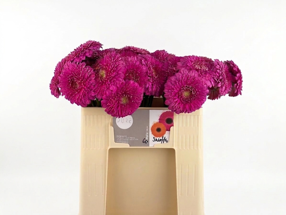 Gerbera Mini Bol Pom Snuffy