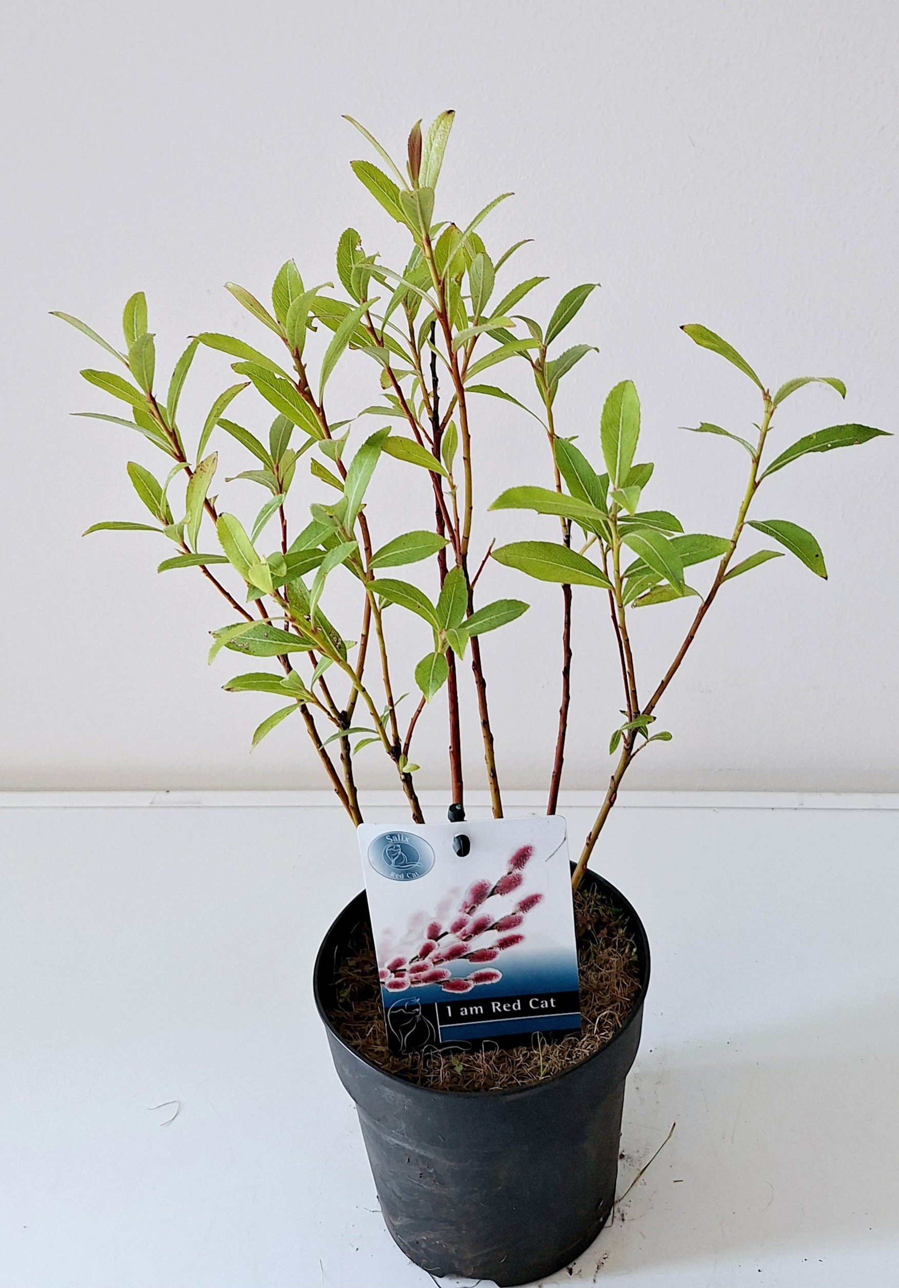 Picture of Salix gracilistyla Mount Aso P12 BUSHY-50CM