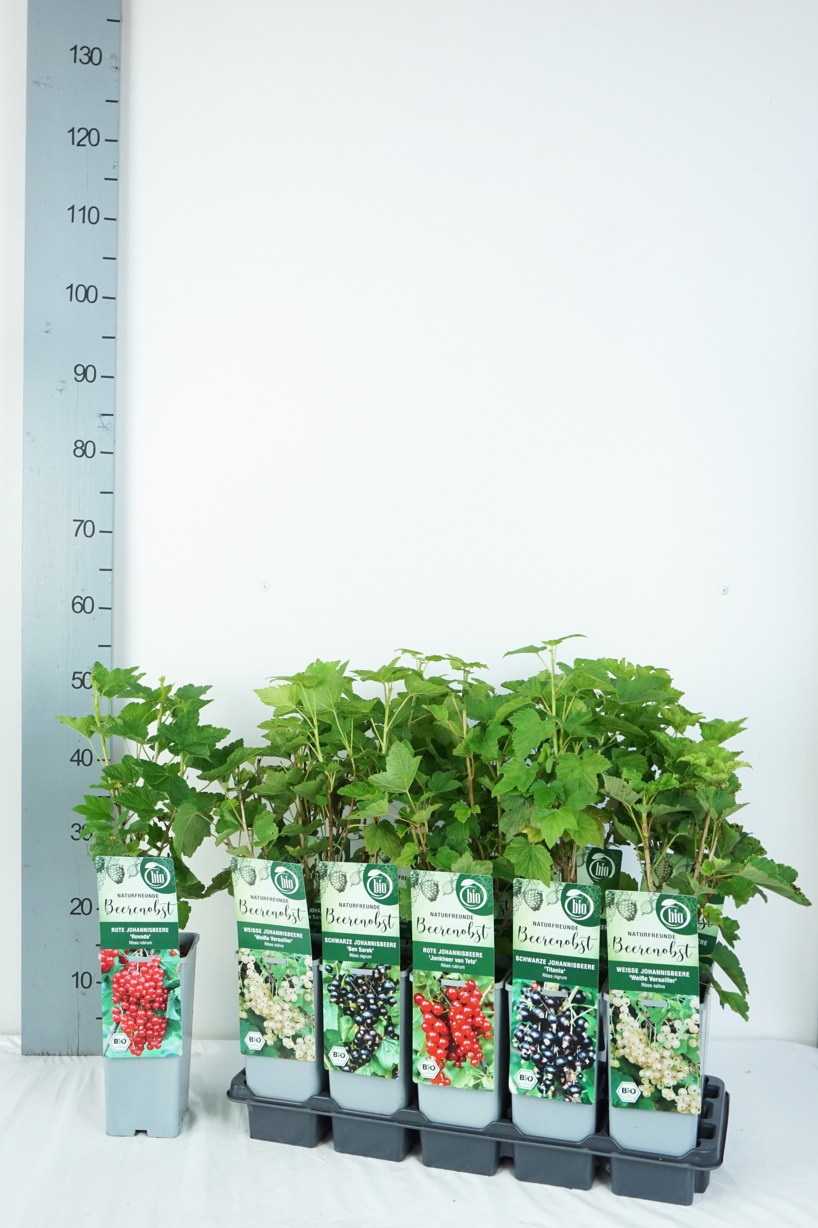 Ribes BIO Ribes in varieties DE-ÖKO-006