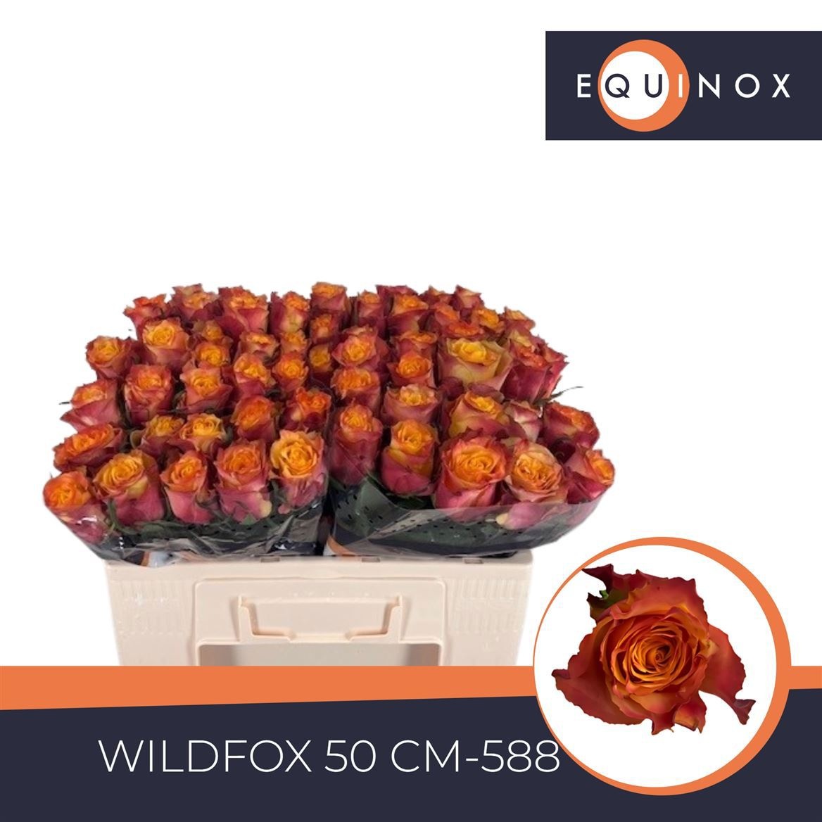R Gr Wildfox