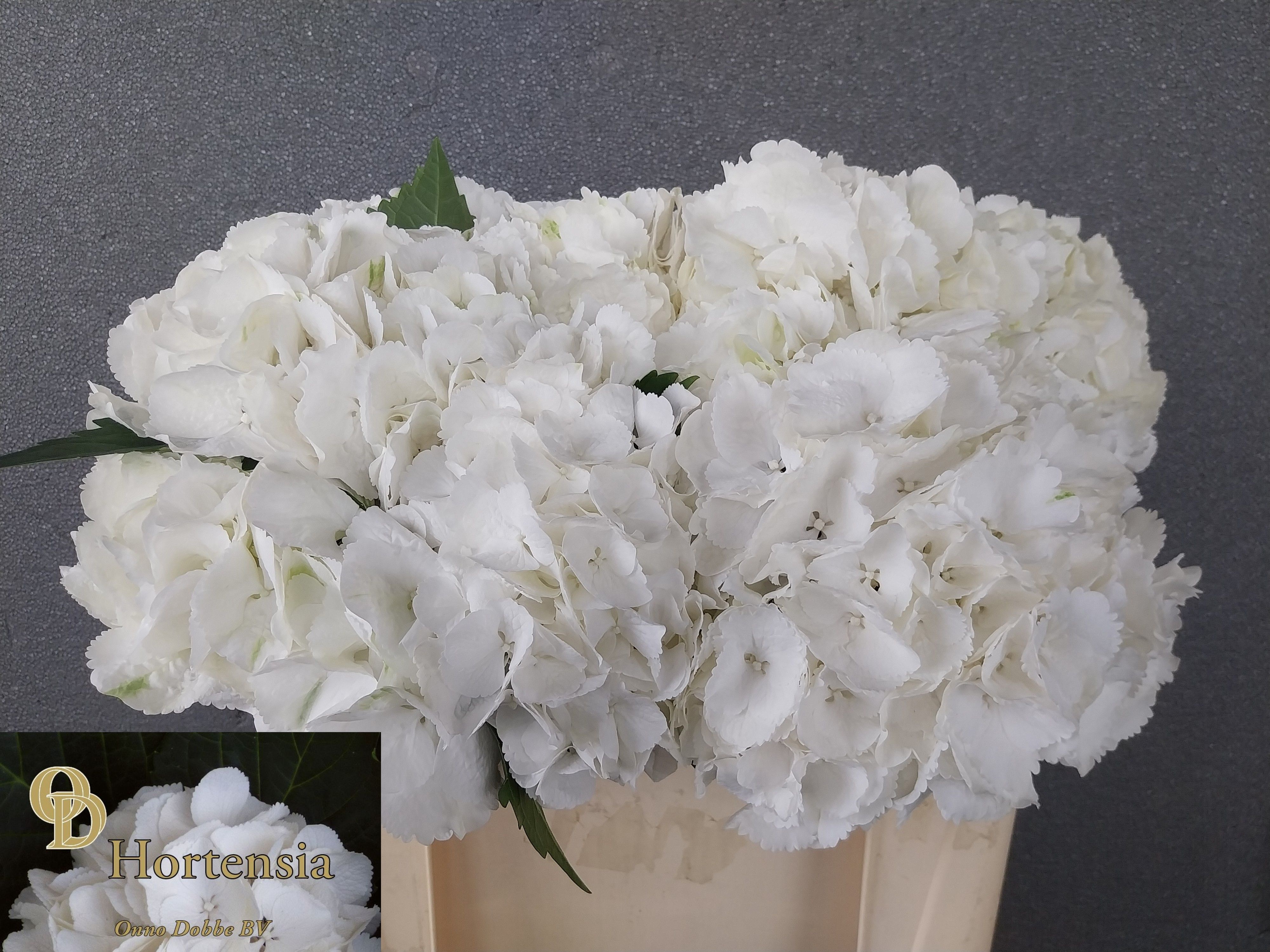 Hydrangea Schneeball 50cm 15Ø