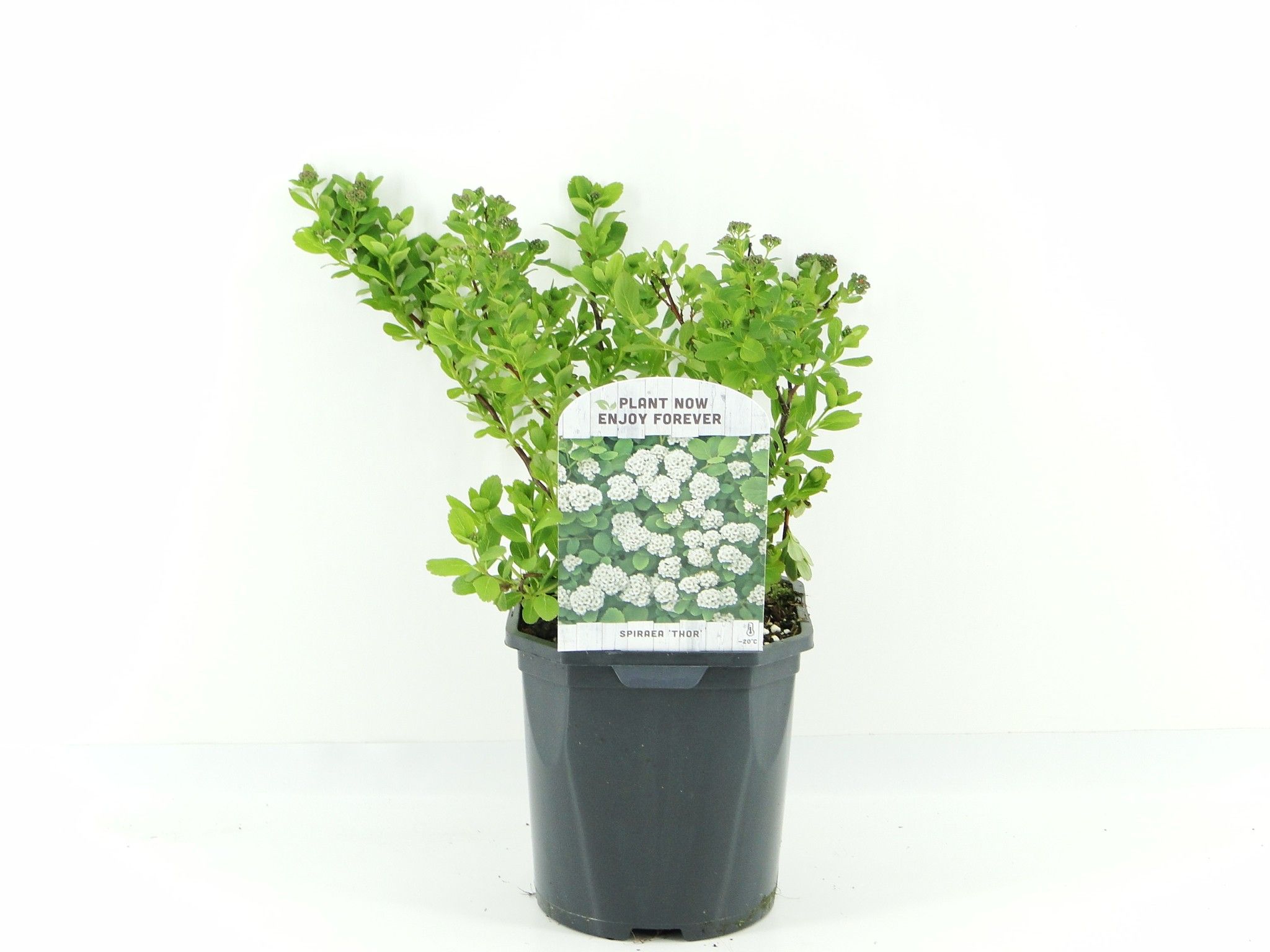 Picture of Spiraea betulifolia Thor