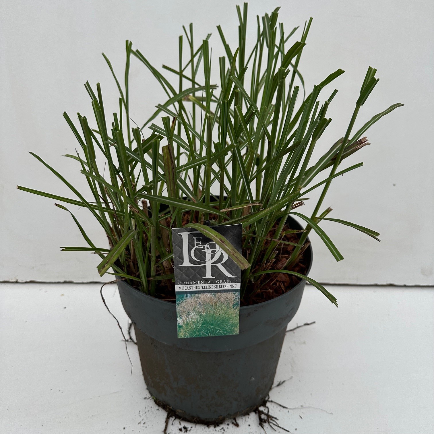 Picture of Miscanthus Kleine Silberspinne P29 (10 Ltr)