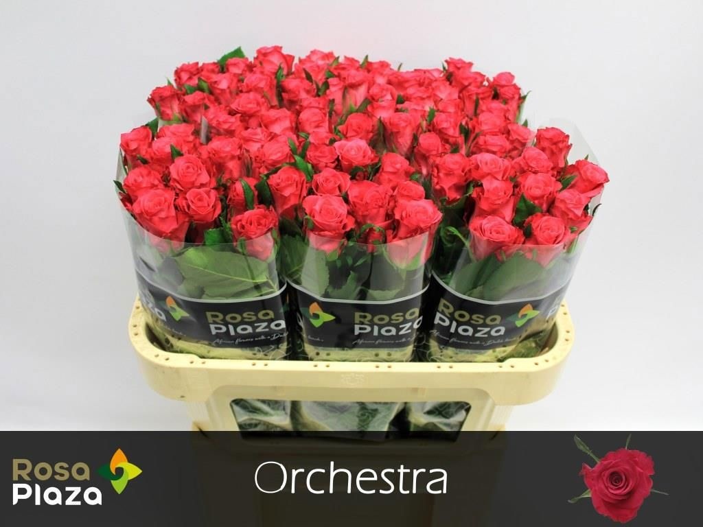 Rosa Orchestra 70cm