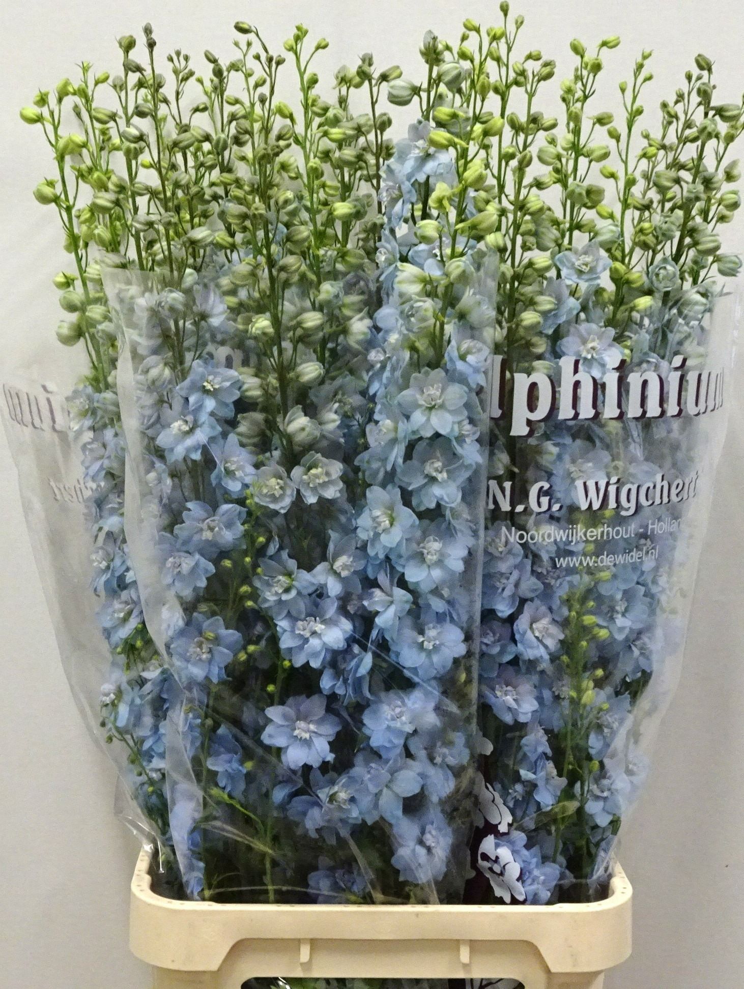 Delph Du De Ice Blue