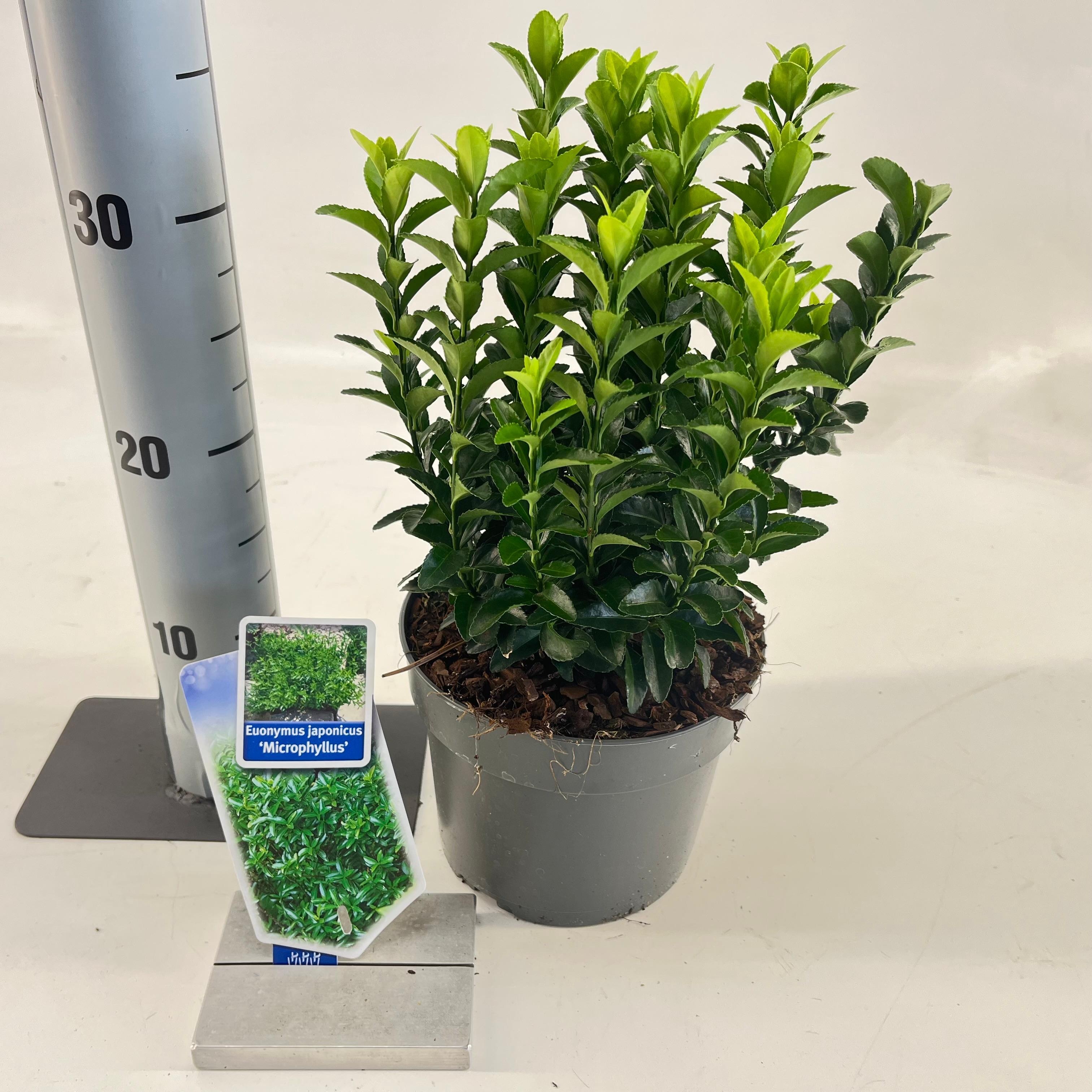 Picture of Euonymus jap. 'Microphyllus'