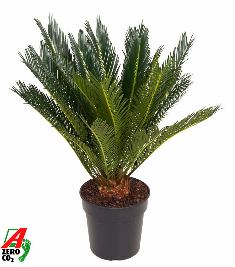 Picture of Cycas revoluta P21 60CM