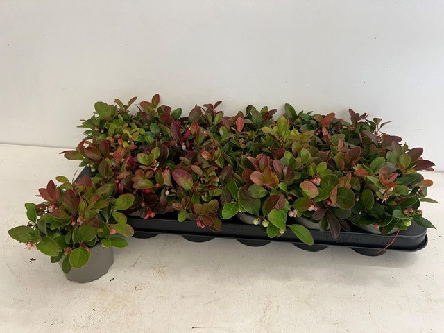Gaultheria Gaultheria