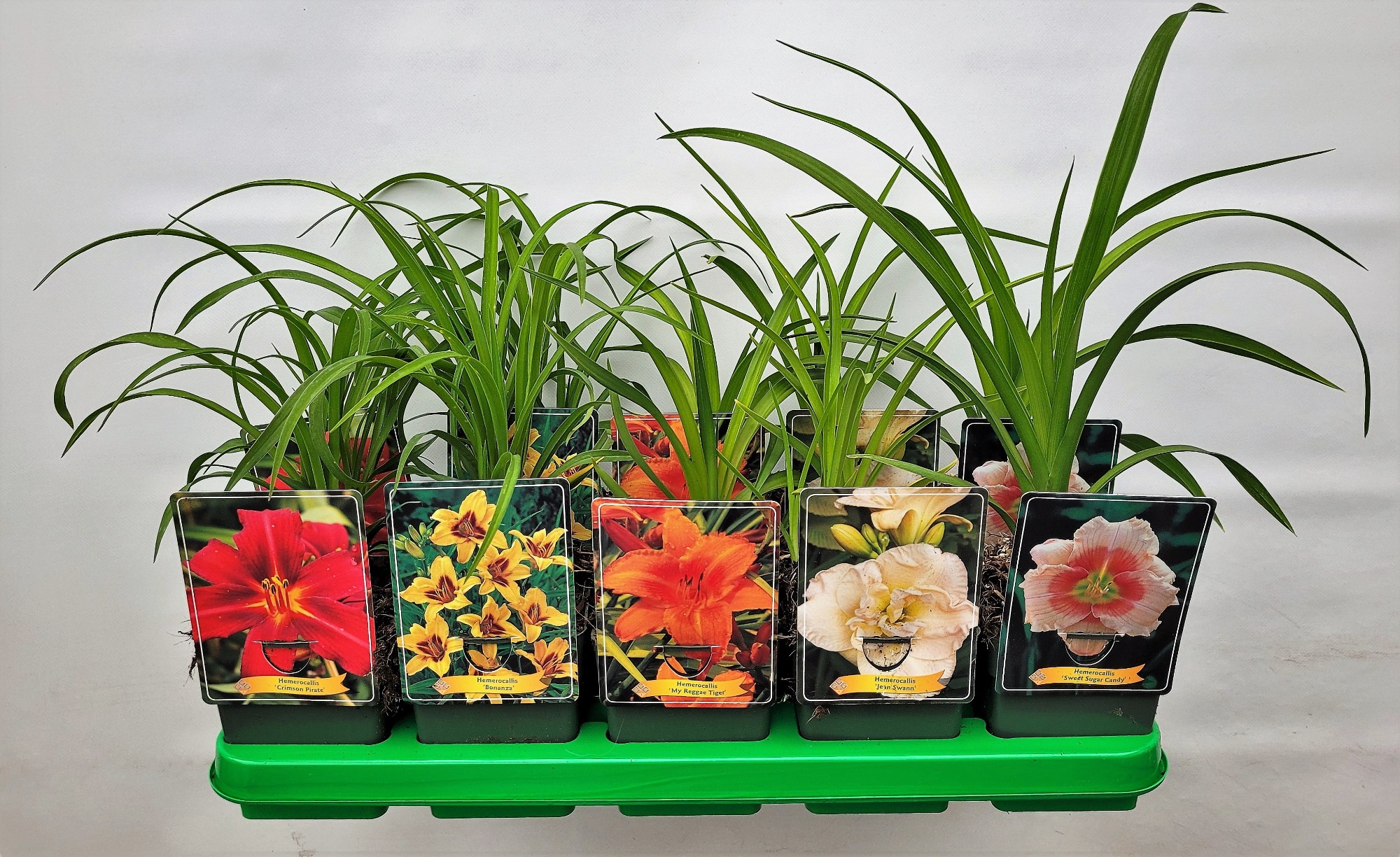 Picture of Hemerocallis Mix 6x10 srt. per shelve P11