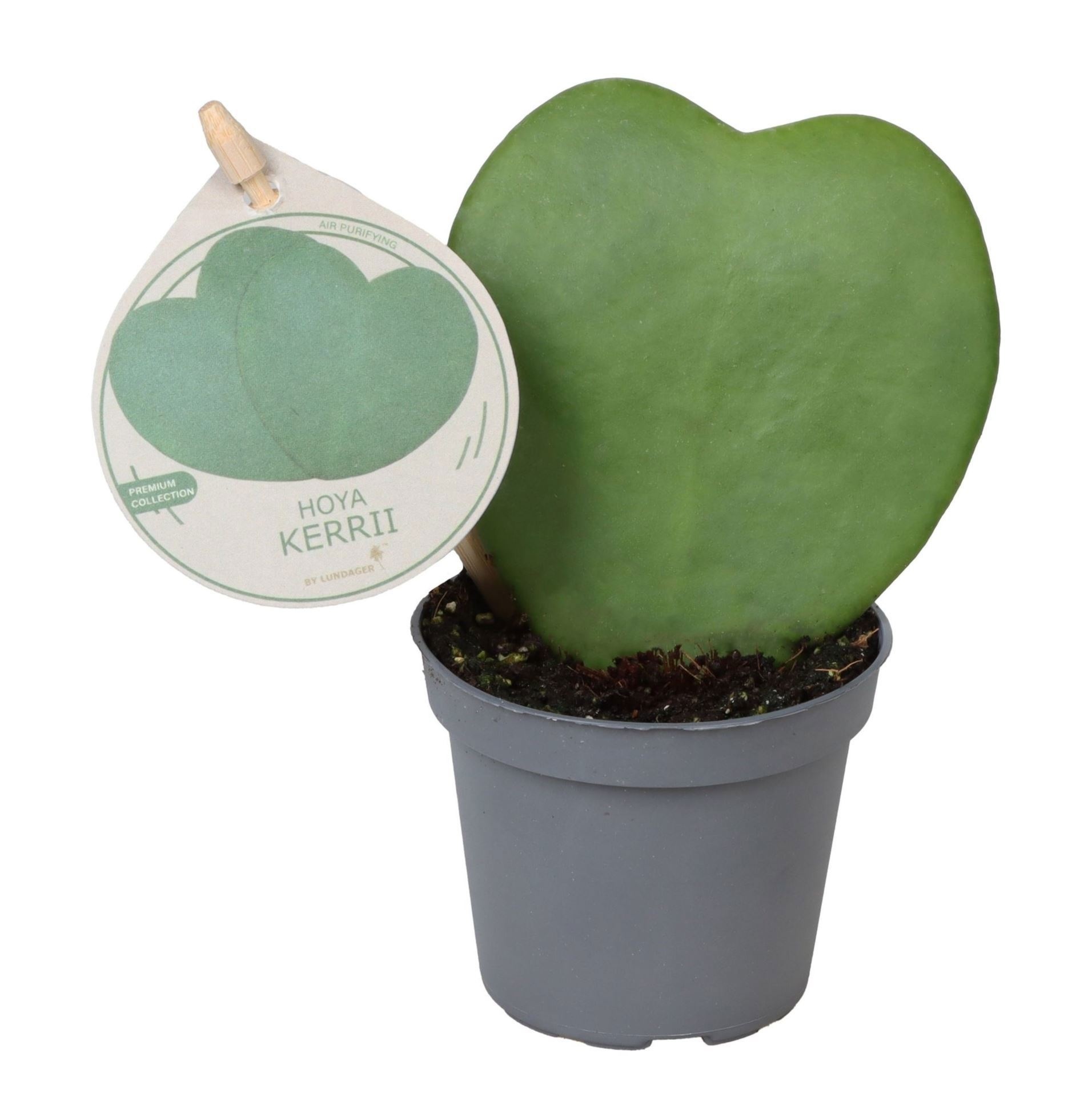 Hoya Kerrii W. Label