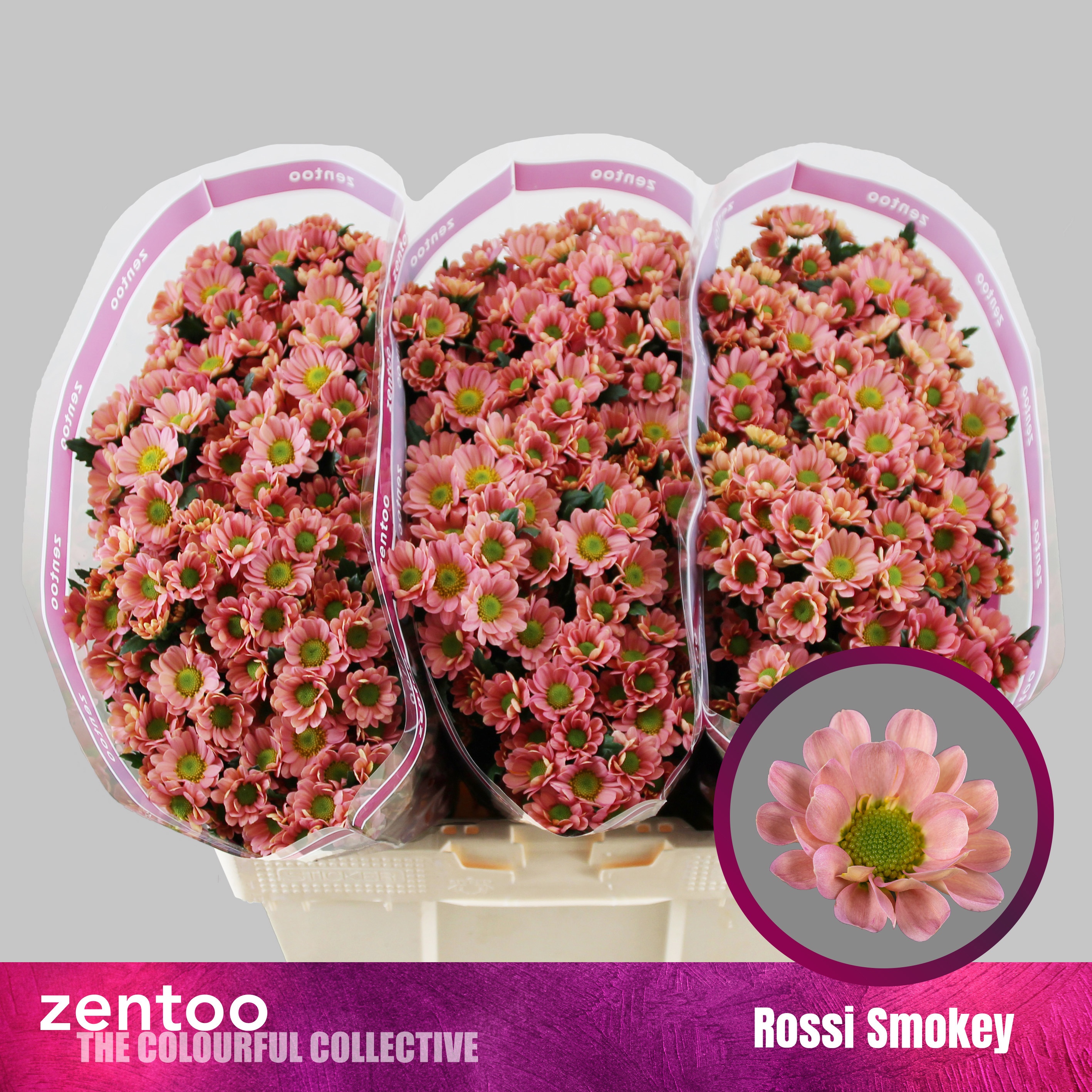 Chrysanthemum Santini Smokey