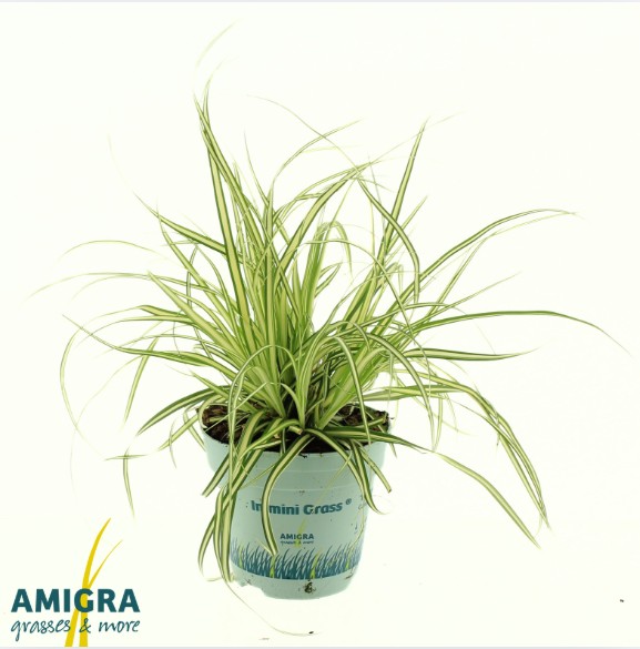 Picture of Carex oshimensis 'Evergold'
