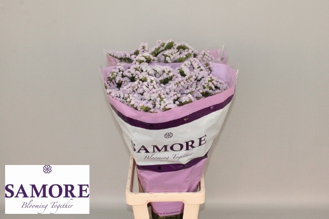 Statice Tessa Lavender 60cm 24gram