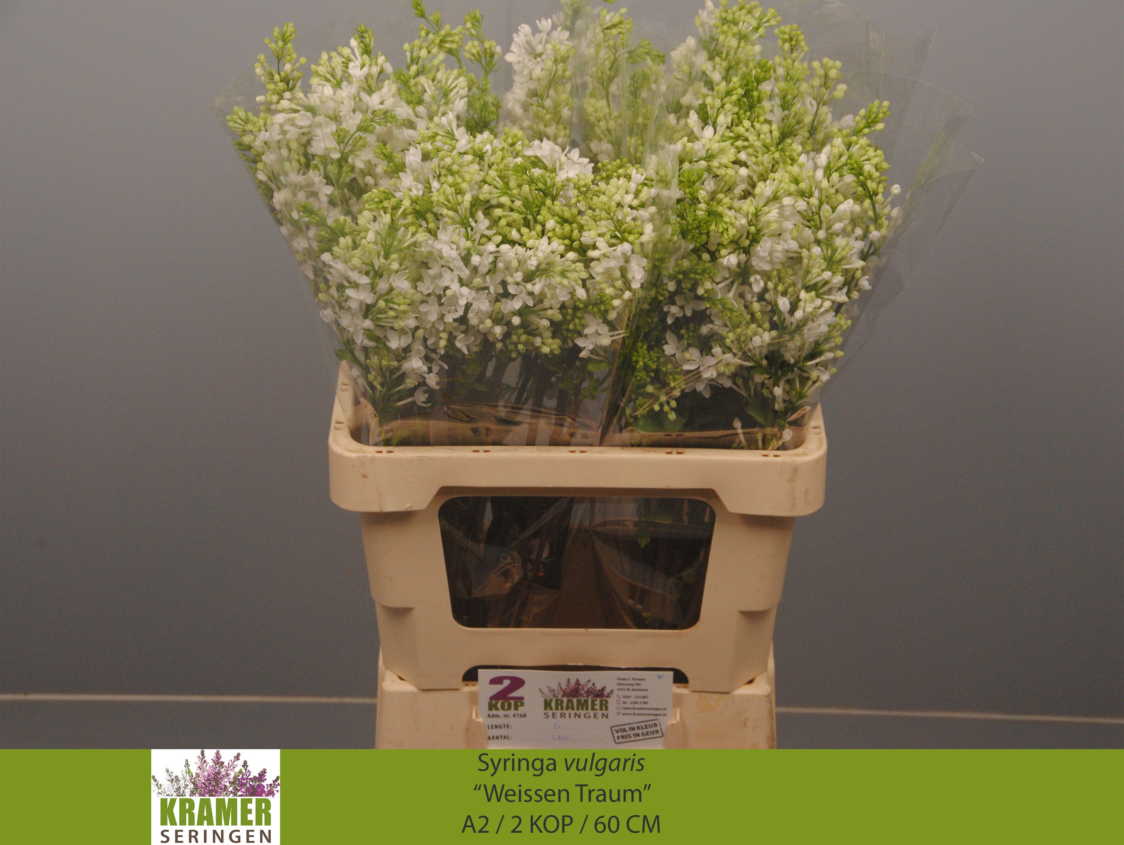 Syringa Engler Weiss 60cm 2