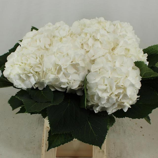 Hydrangea White Verena 60cm 19Ø
