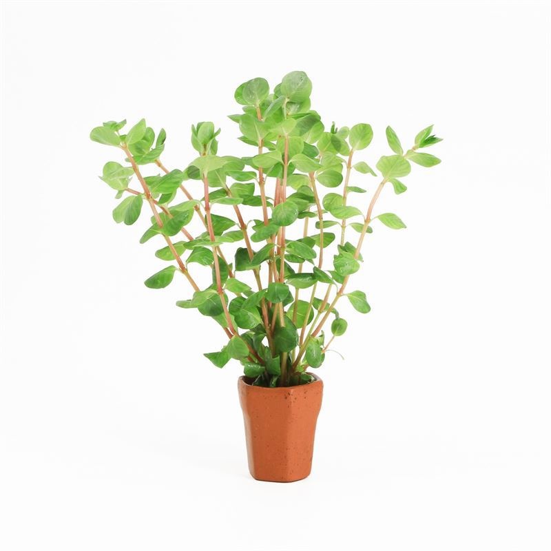 Rotala rotundifolia