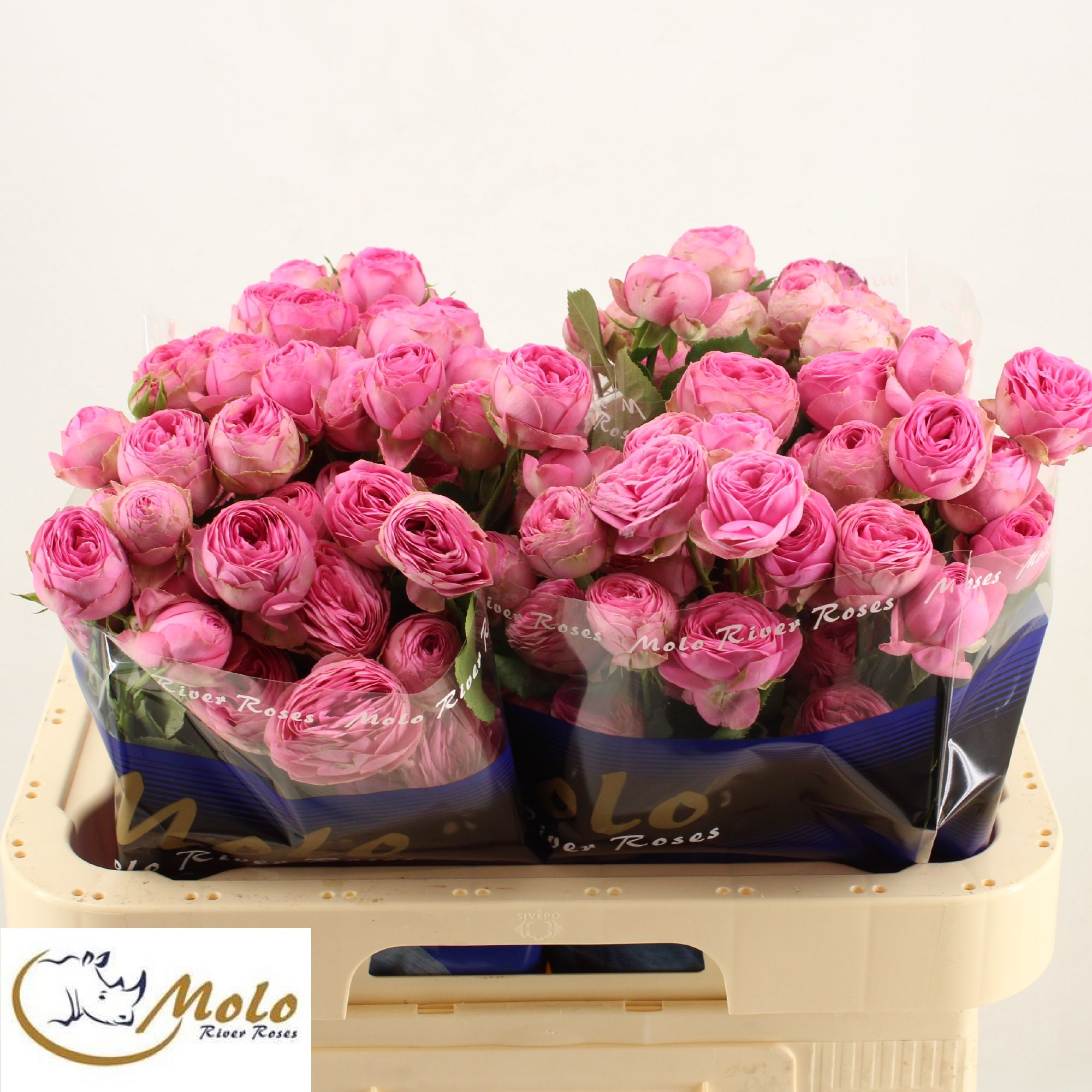 Rosa Spr Giselle 60cm