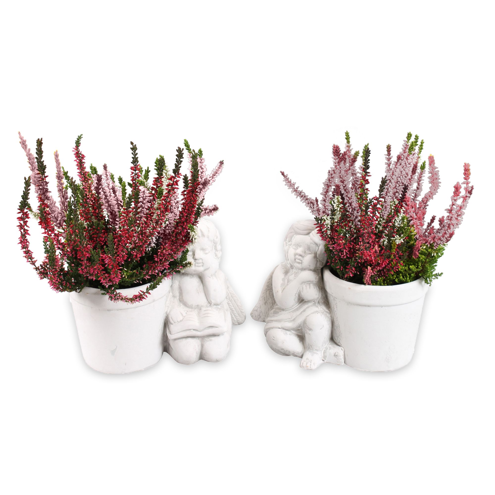 Arr Tuinplanten 18P 30cm