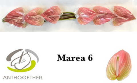 Anth A Marea