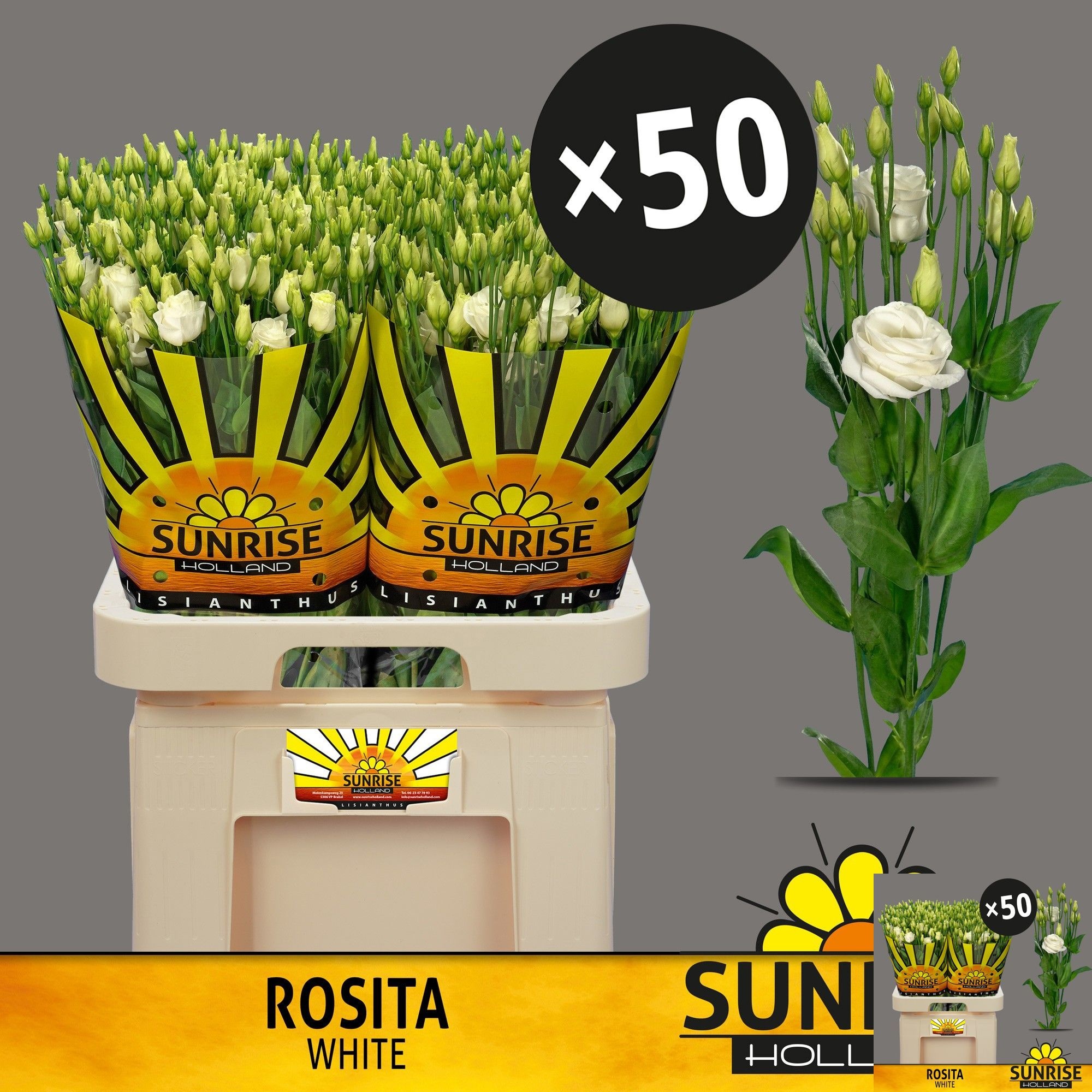 Lisianthus Double Rosita White 70cm