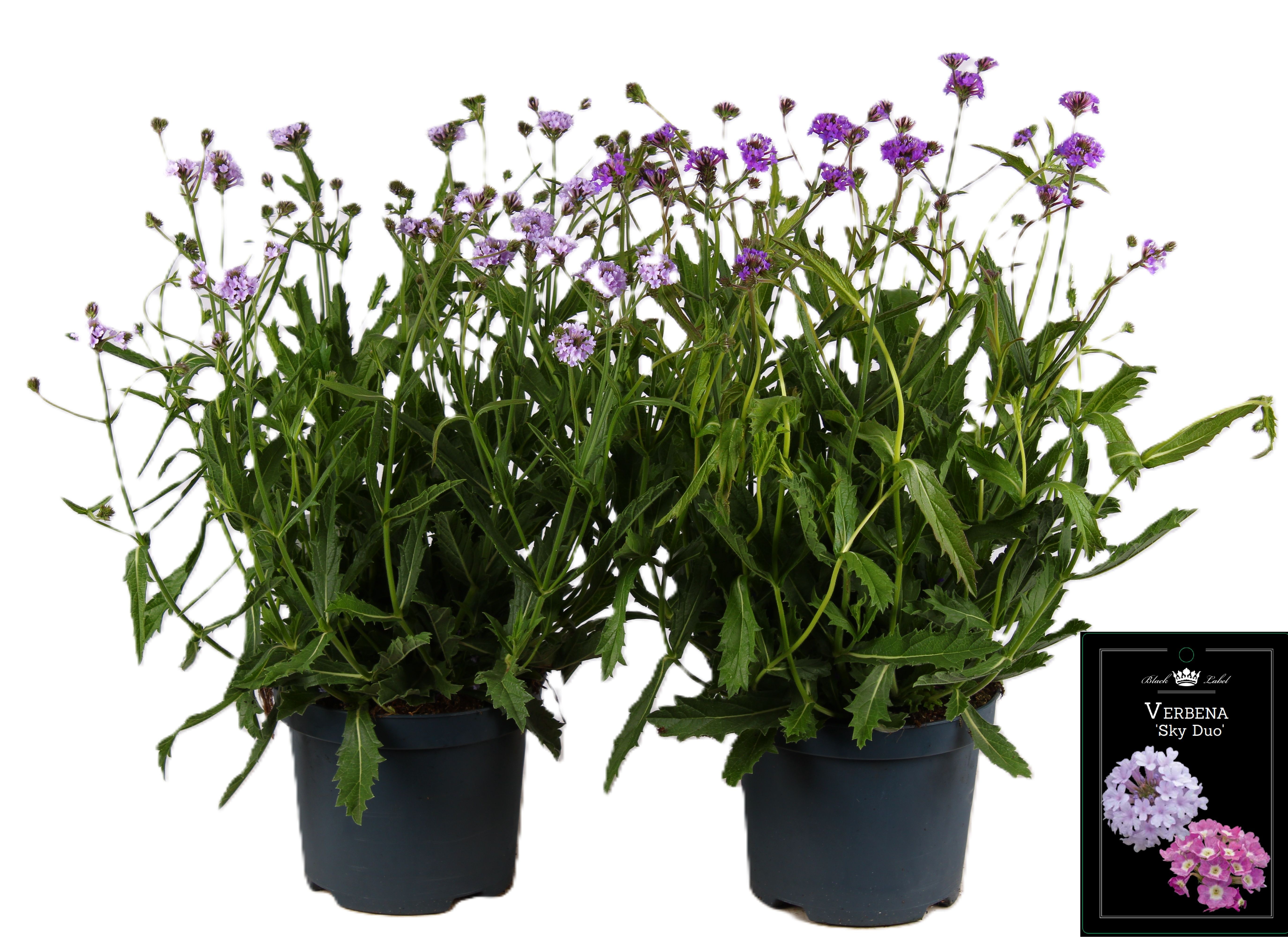 Picture of Verbena rigida Polaris Mix