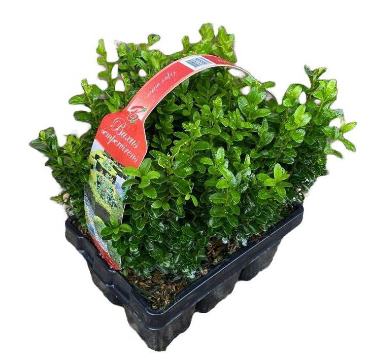Picture of Buxus sempervirens 6-pack XL
