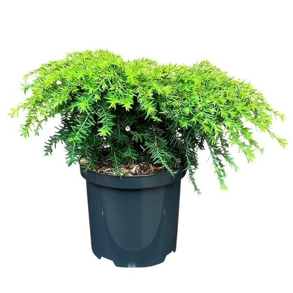Tsuga canadensis 'Jeddeloh'