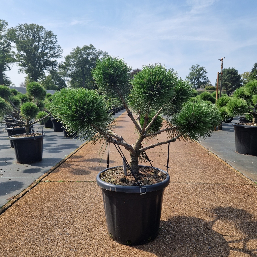 Picture of Pinus nigra Brepo C25 BONSAI-60/+