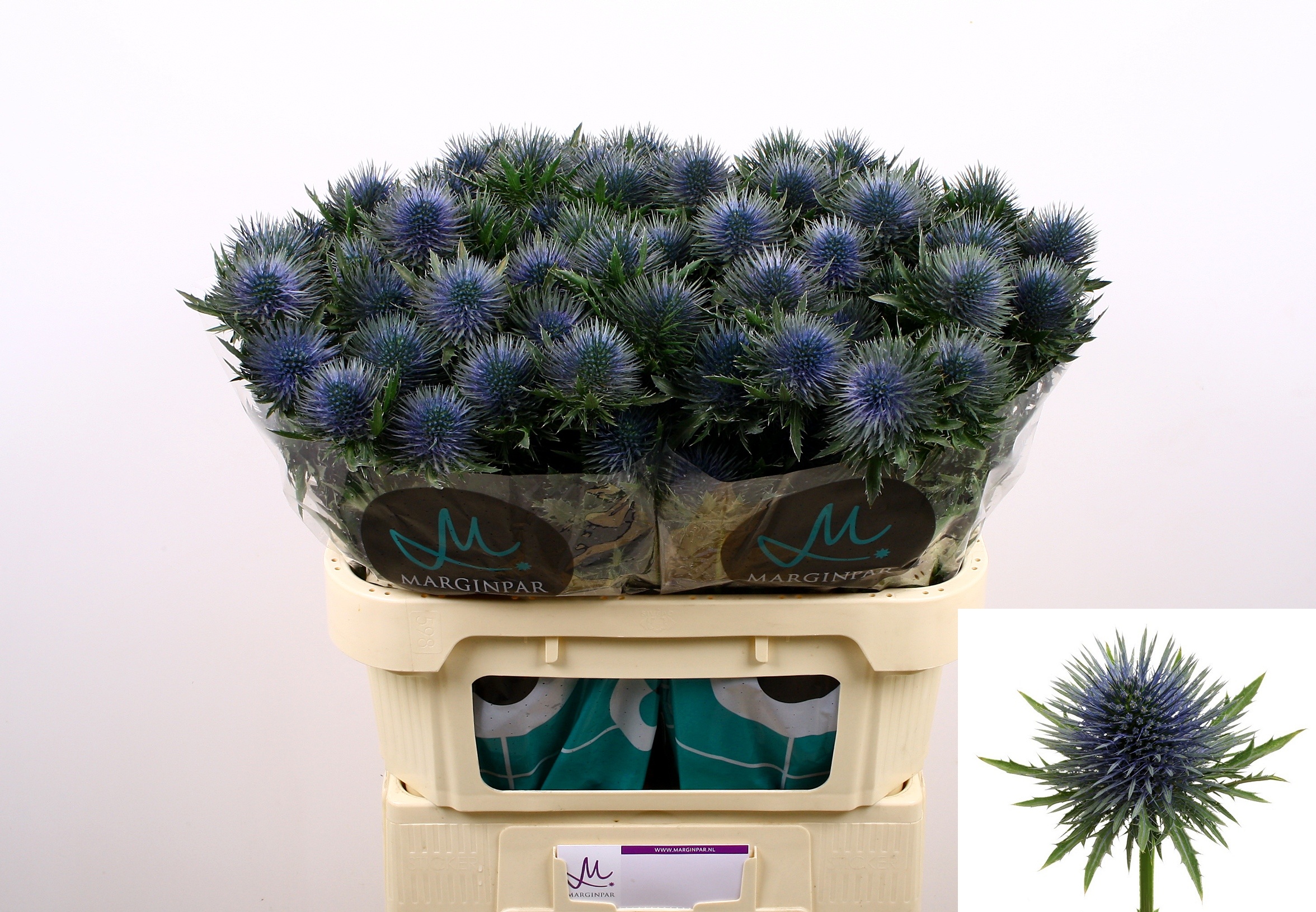 Eryngium Magnetar Qstar 70cm