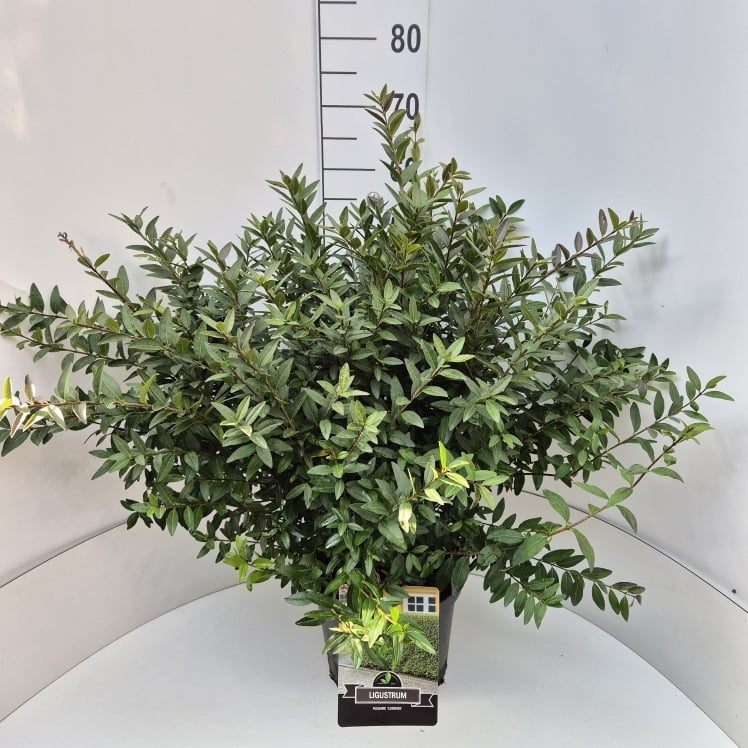 Picture of Ligustrum vulg. Lodense P29 (10 Ltr) (LOOSE)