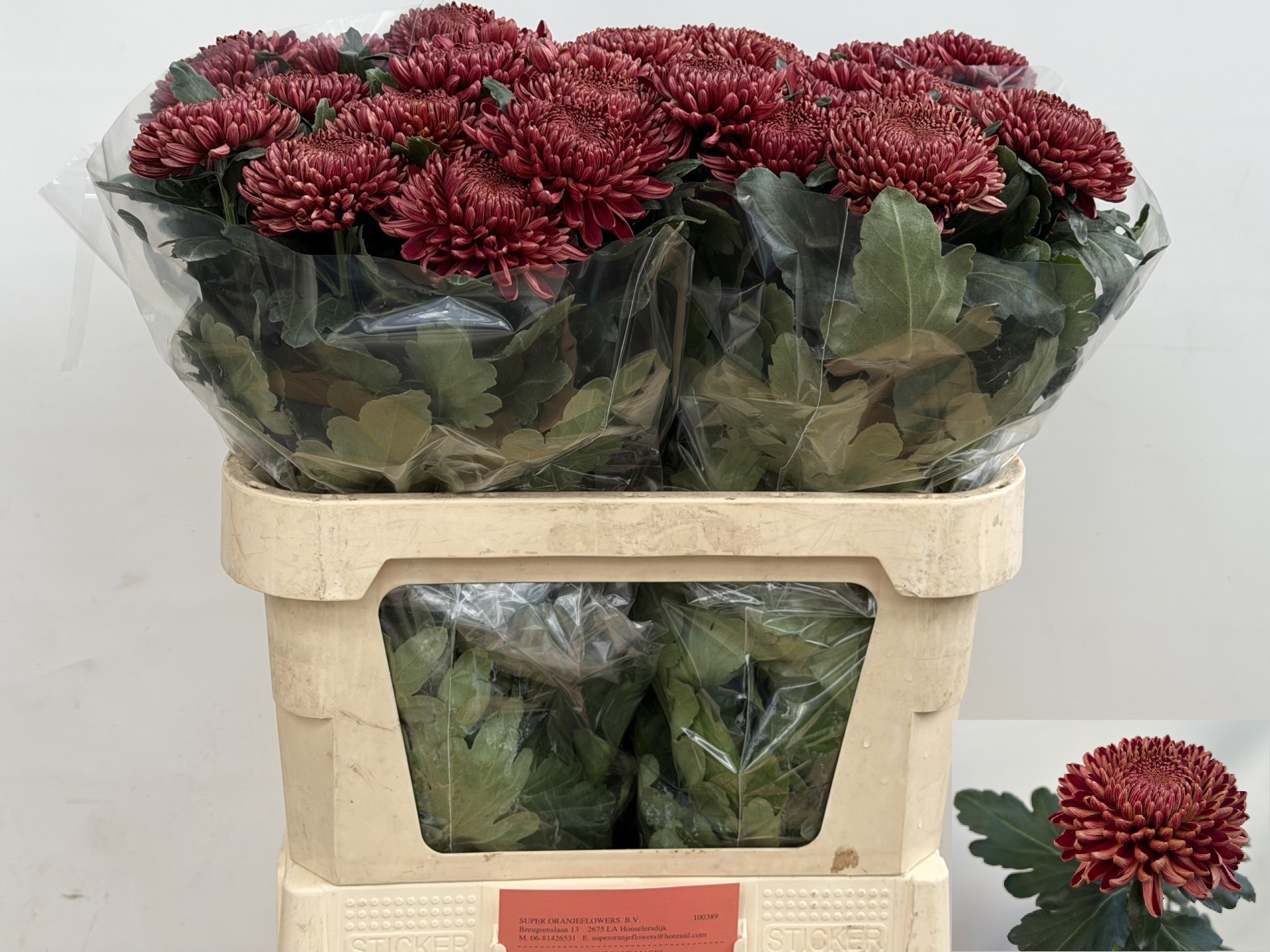 Chr G Bigoudi Red