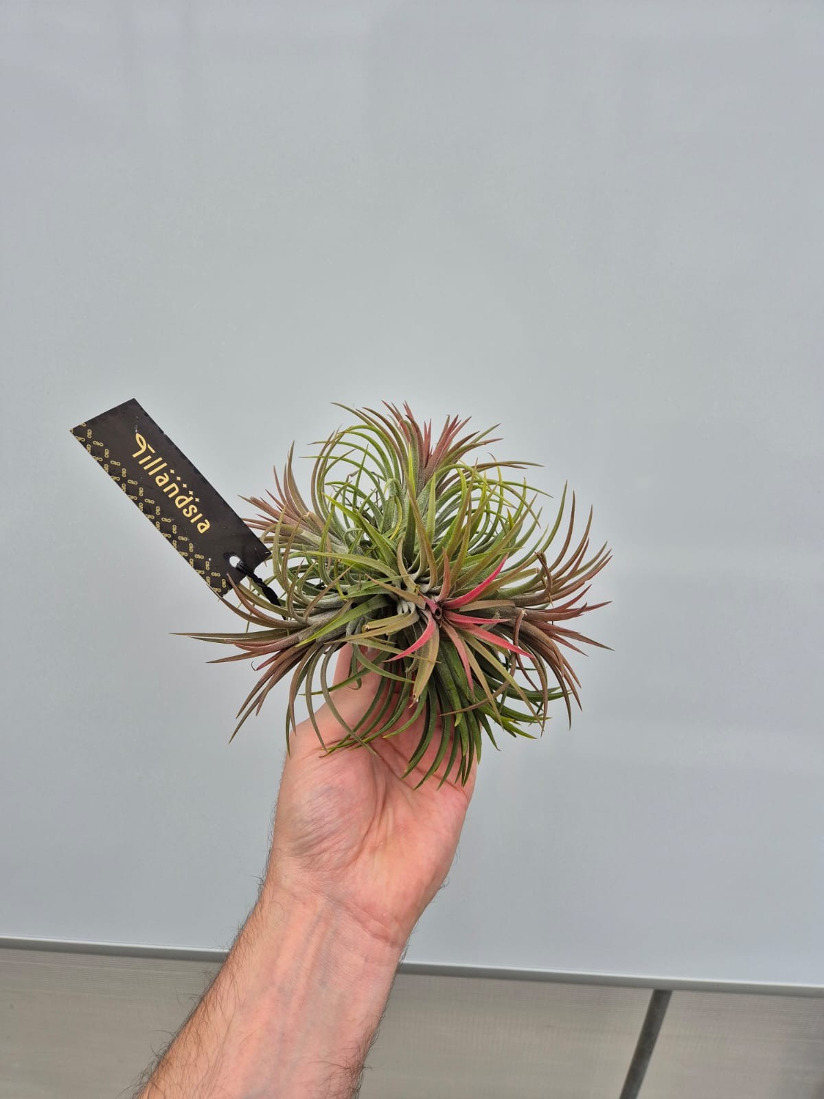 Picture of Tillandsia Ionantha x5/6 met Label P15 10CM