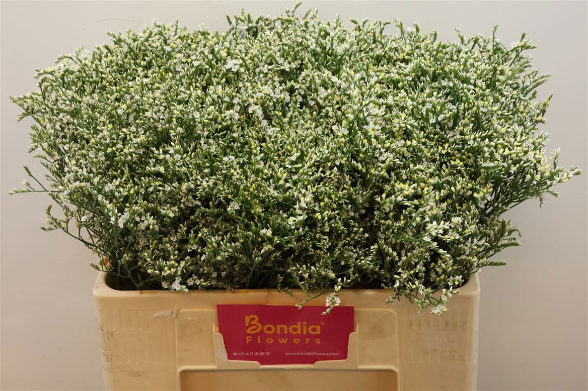 Limonium Sin Clear Diamond 60cm 20gram