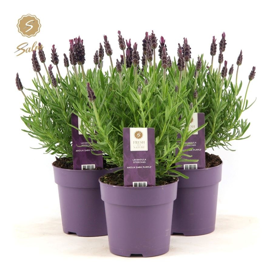 Picture of Lavandula st. 'Anouk'® Collection P12