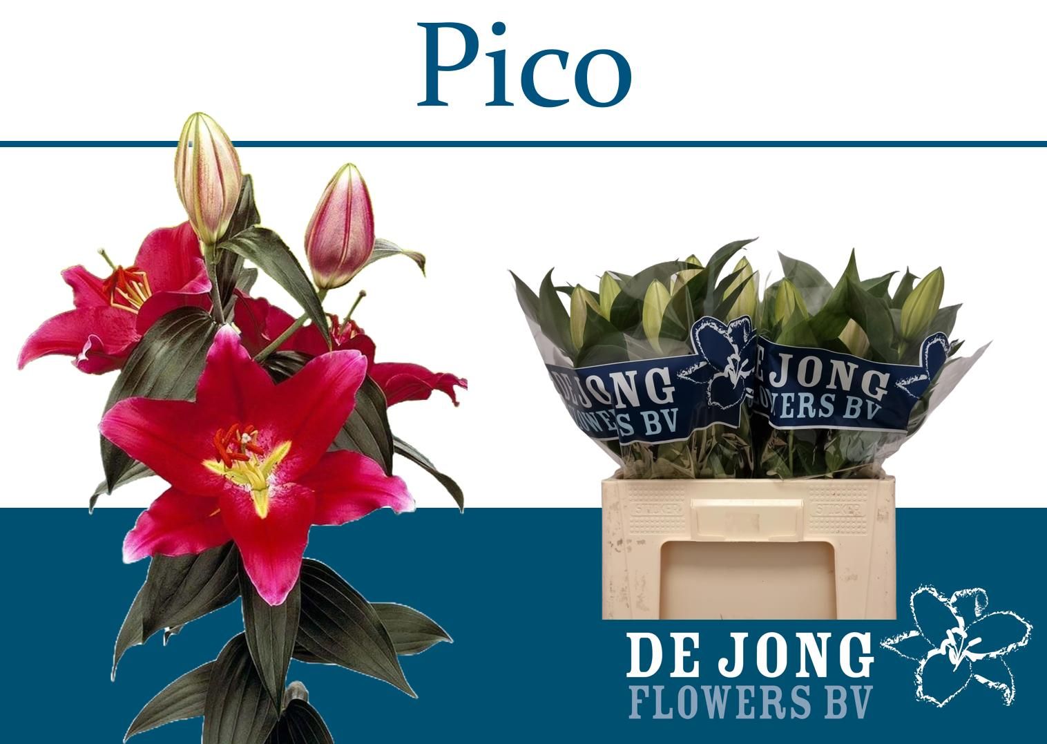 Lilium Or Pico 60cm 3/5bl