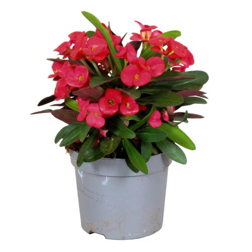 Euphorbia Milii Olympia p13 Rich
