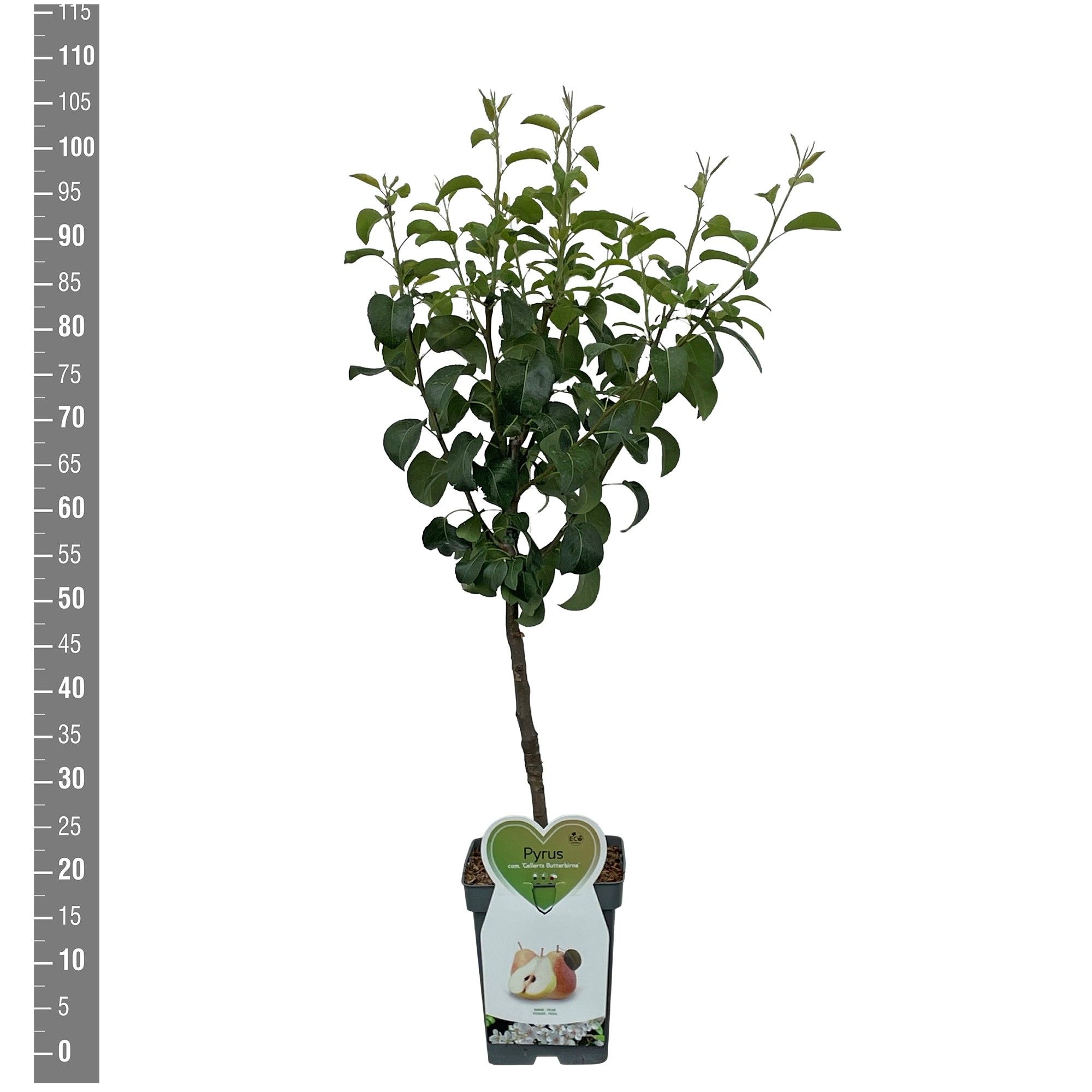 Pyrus c. Gellerts Butterbirne, Patioboom