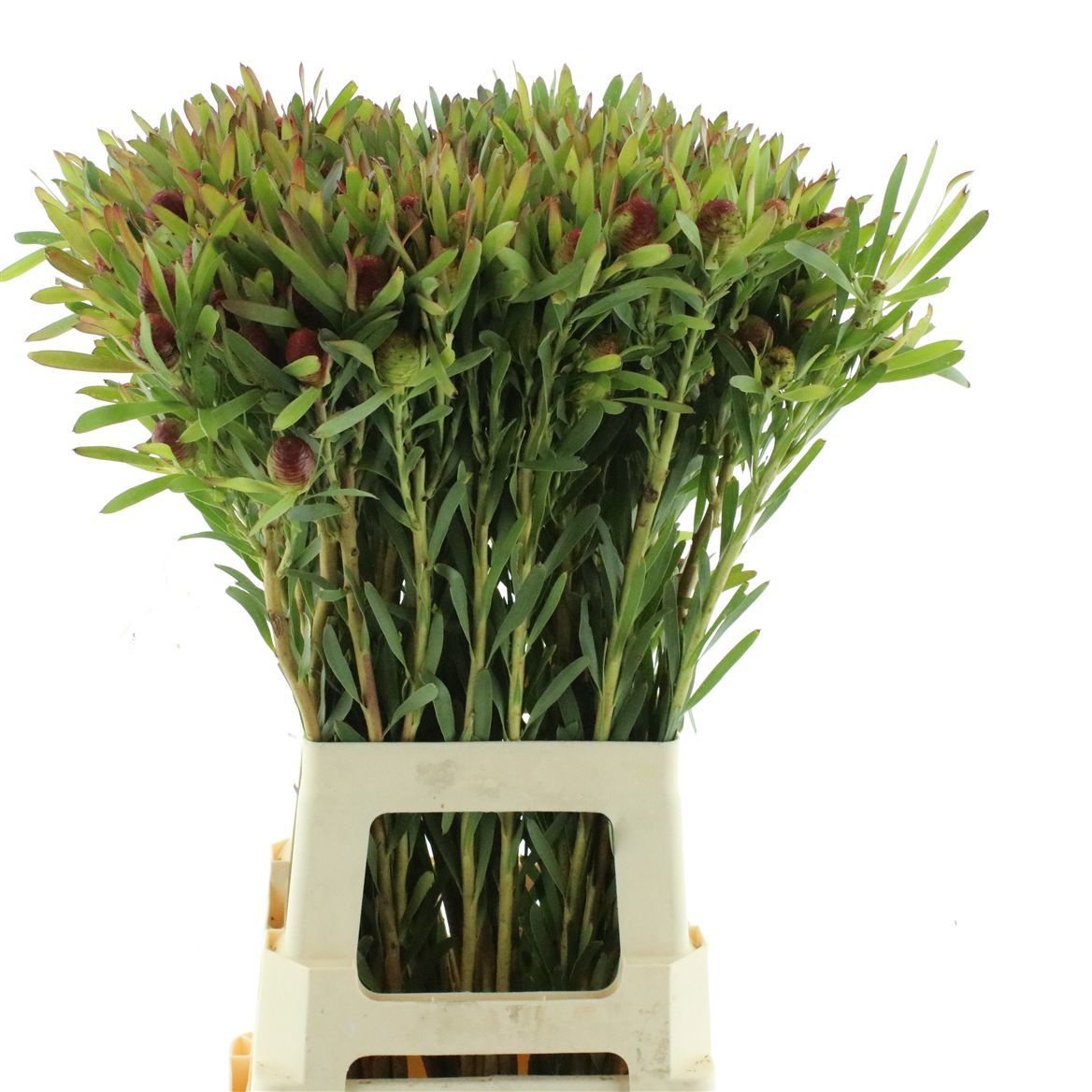 Leucad Ayoba Ch Pear 70cm
