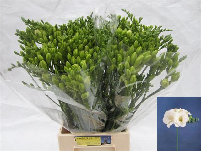Freesia Double Versailles 50cm 20gram