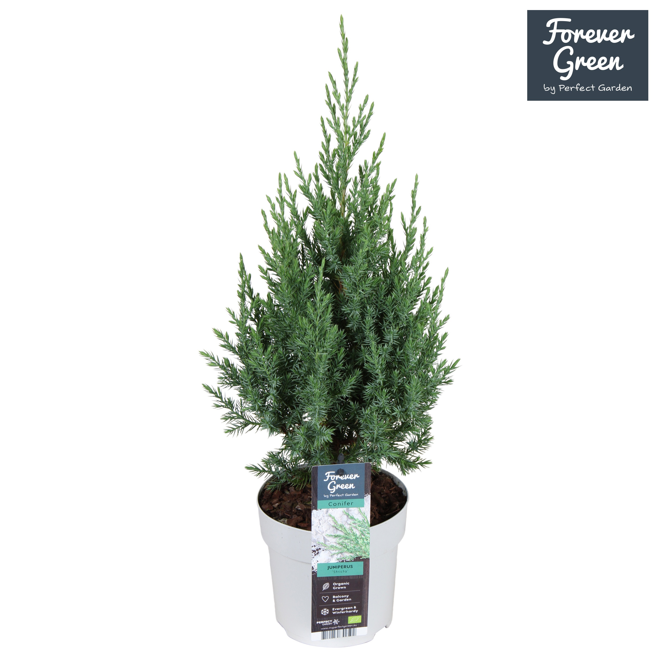 Juniperus chinensis 'Stricta'