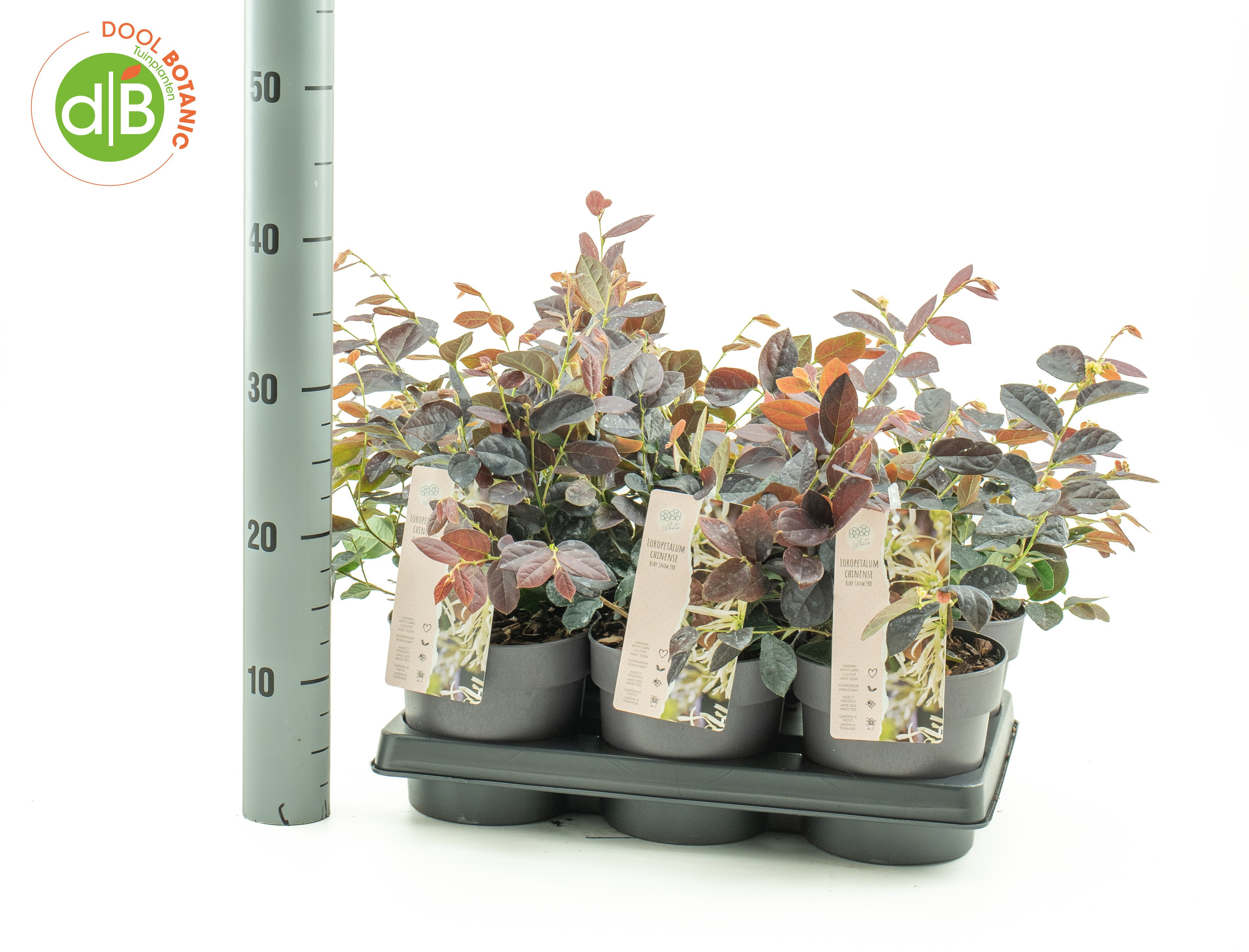 Loropetalum chinense Ruby Snow ('Iwai')