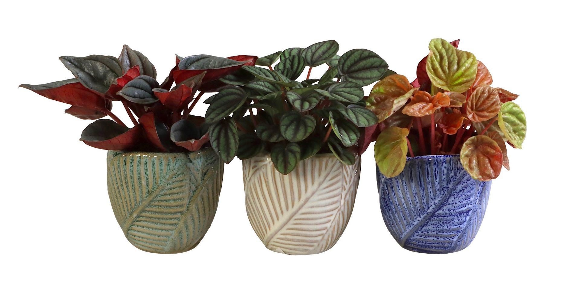 Peperomia L 66077 With Peperomia Caperata Mix
