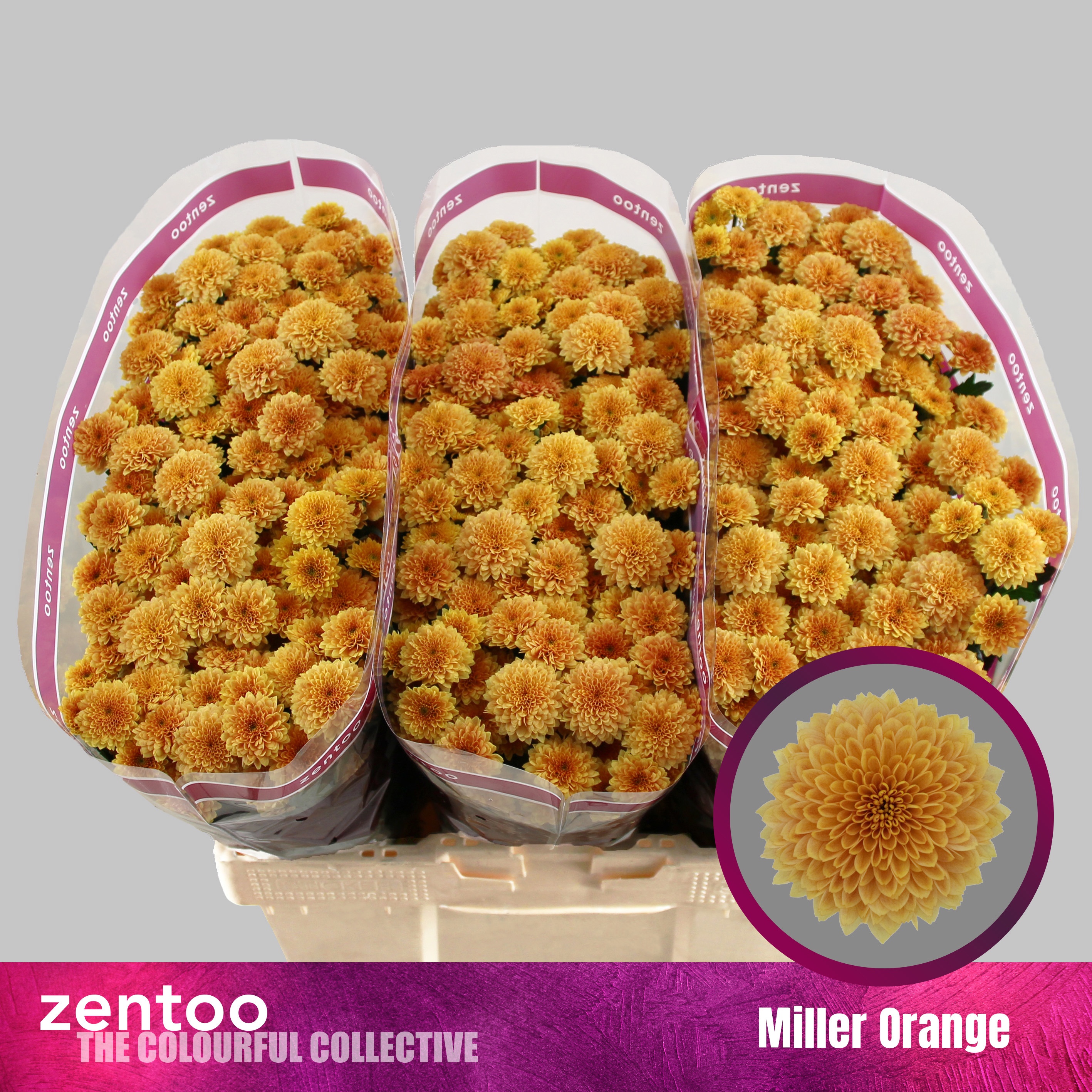Chrys Santini Miller Orange 55cm 110Ø