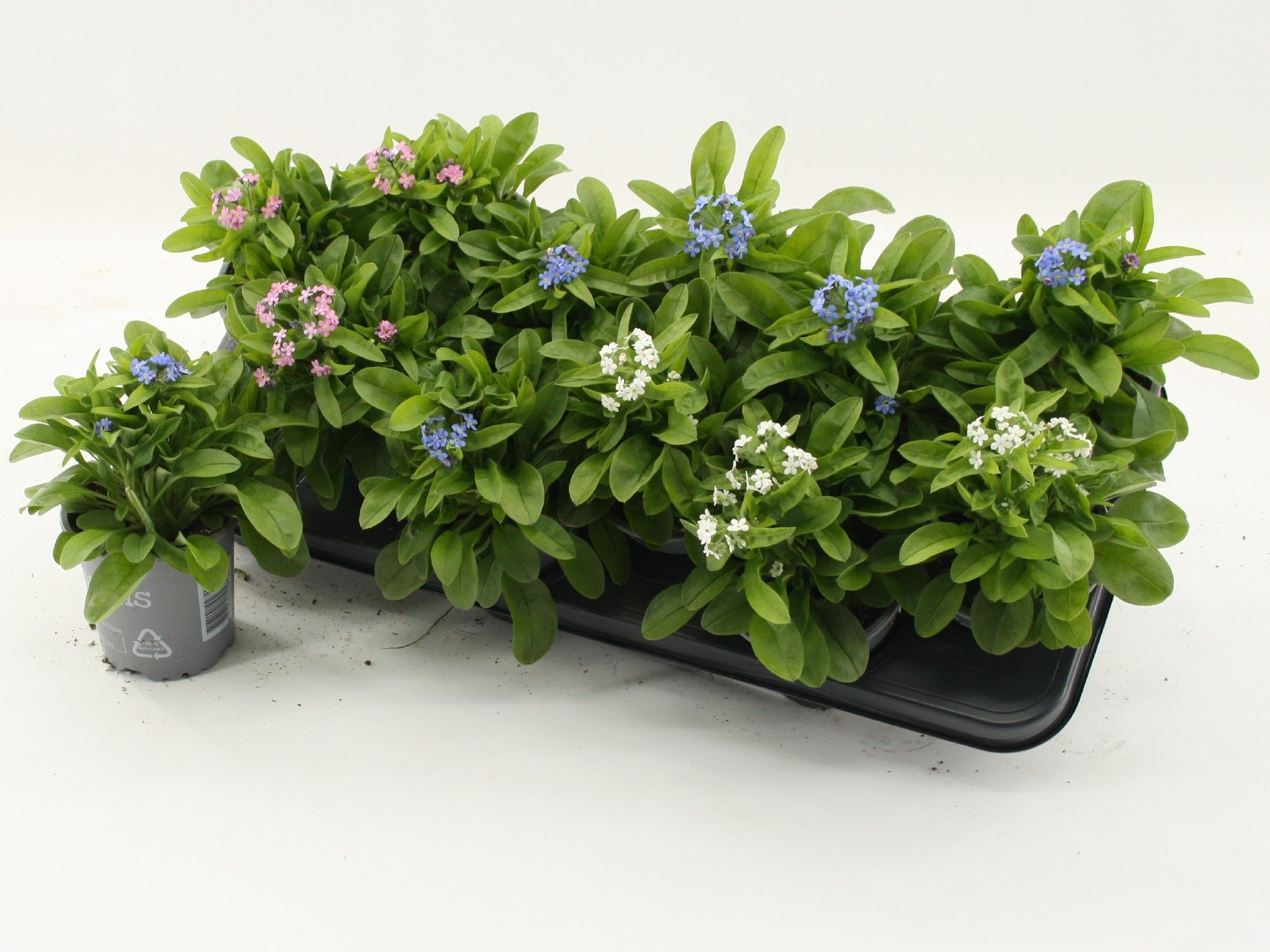 Myosotis Mixtray